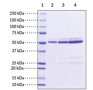 Lane 1: MW Markers<br />Lane 2: IRF3 (1 µg)<br />Lane 3: IRF3 (2 µg)<br />Lane 4: IRF3 (4 µg)